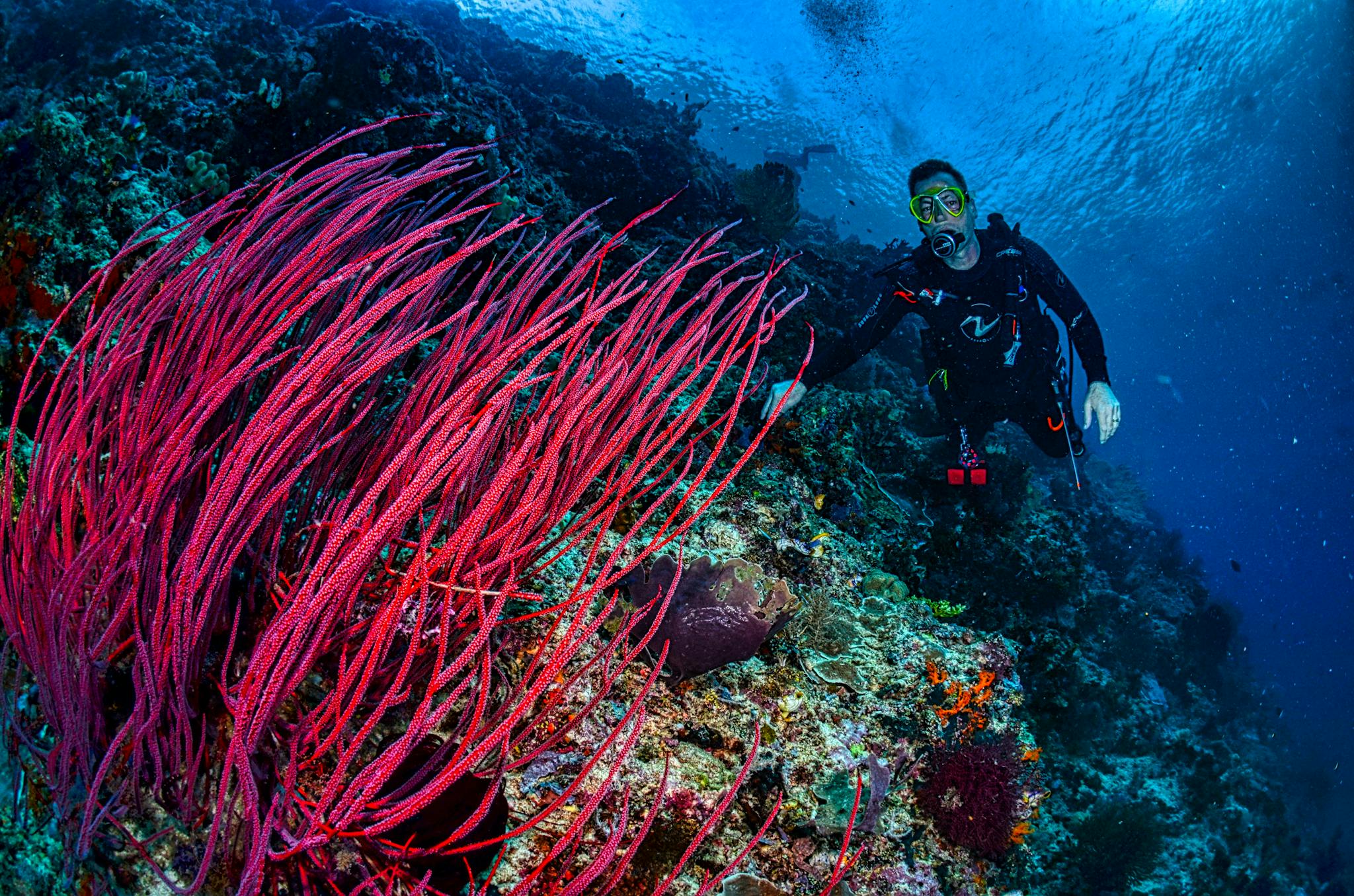 A diver explores the vibrant coral reef in West Papua, Indonesia, showcasing pink soft coral and marine life.