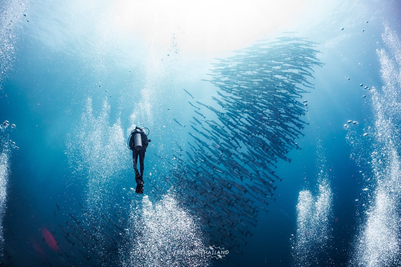 ดำน้ำกับฝูงปลา Le'ts Dive Thailand