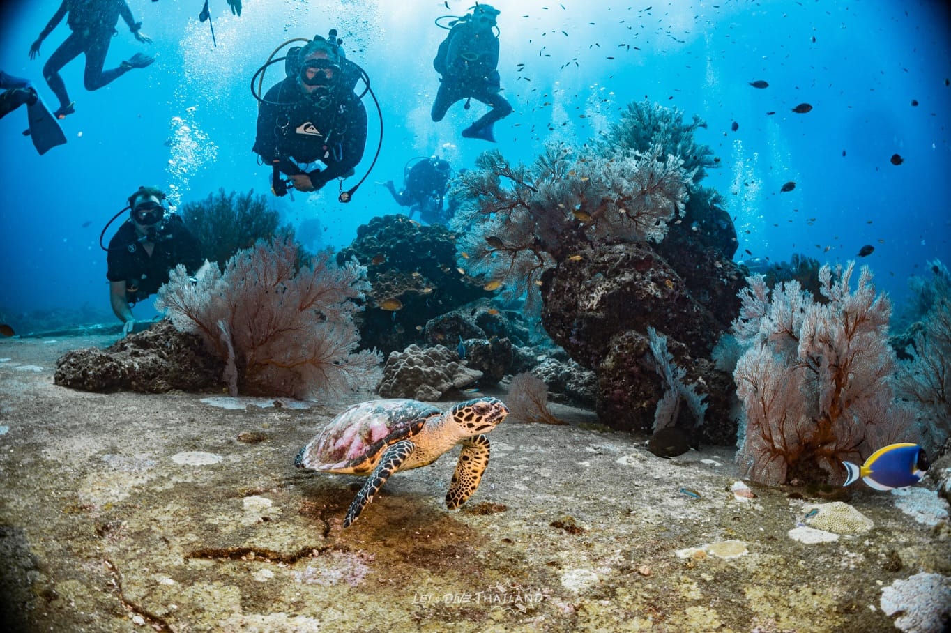 ดำน้ำกับเต่า Le'ts Dive Thailand